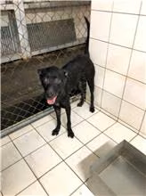 The dog, from the shelter's listing