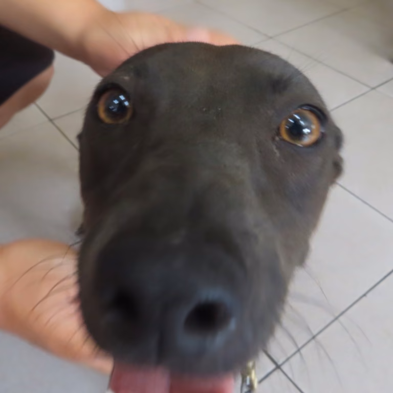 The dog, from the shelter's listing