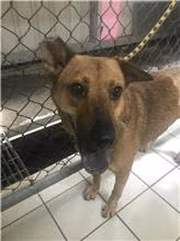 The dog, from the shelter's listing