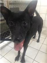The dog, from the shelter's listing