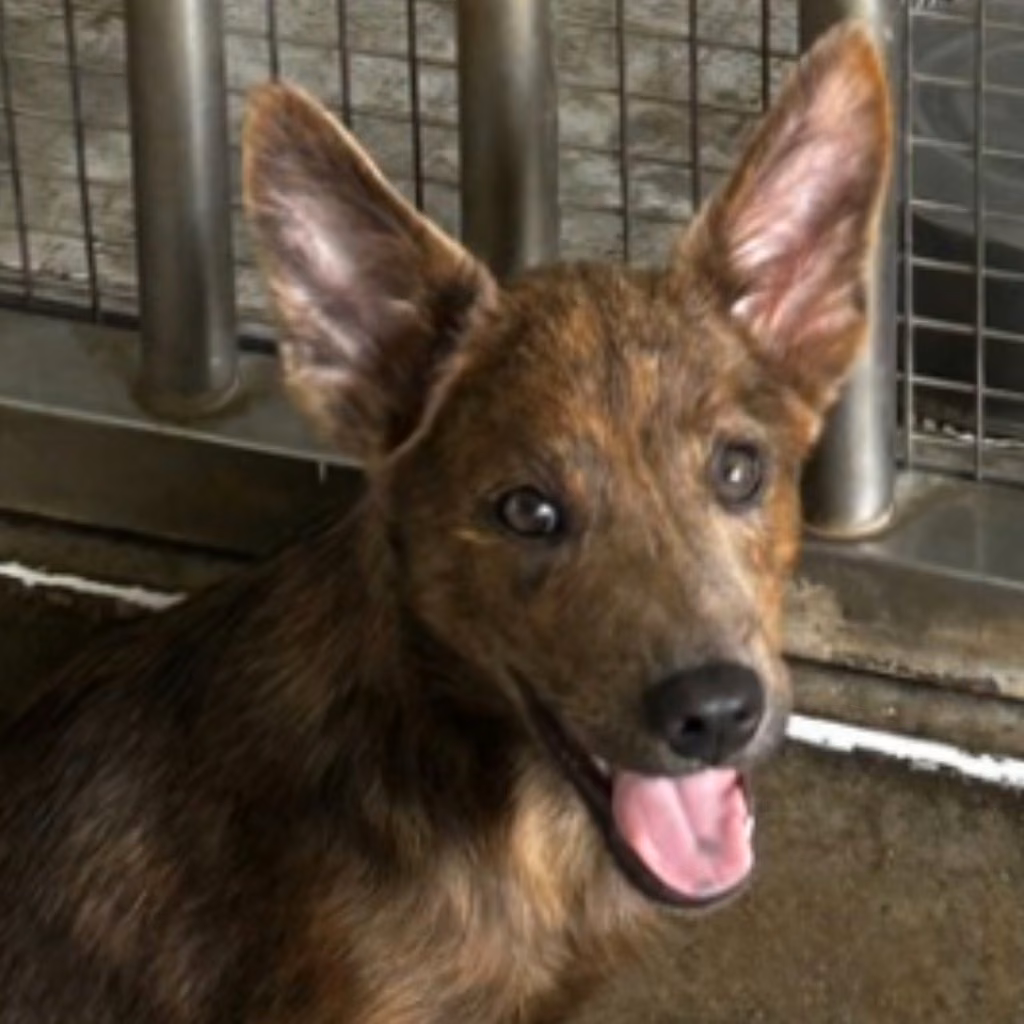 The dog, from the shelter's listing