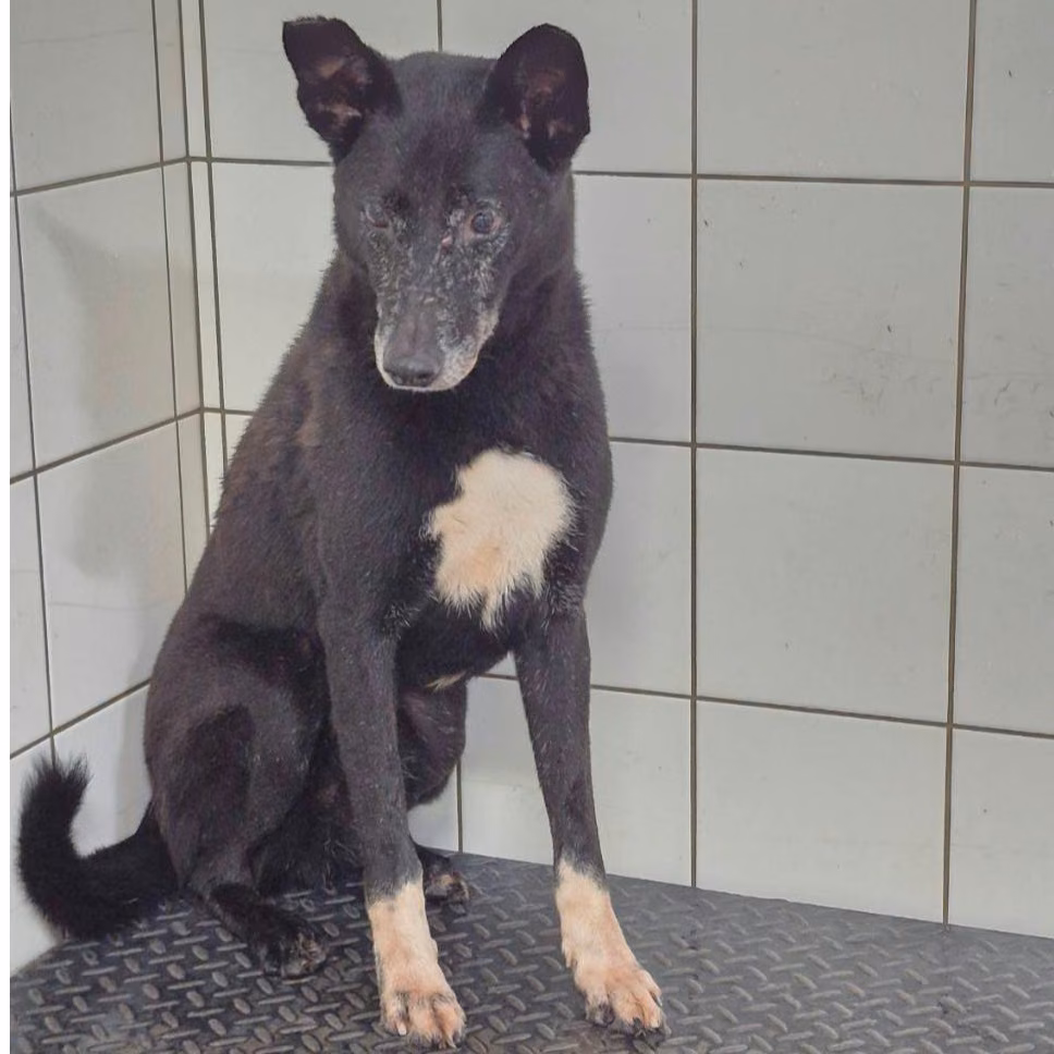 The dog, from the shelter's listing