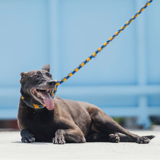 The dog, from the shelter's listing