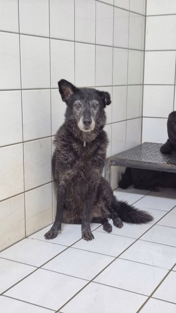 The dog, from the shelter's listing