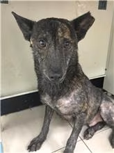 The dog, from the shelter's listing