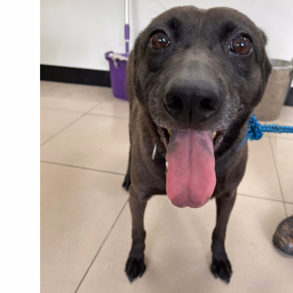 The dog, from the shelter's listing