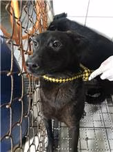 The dog, from the shelter's listing