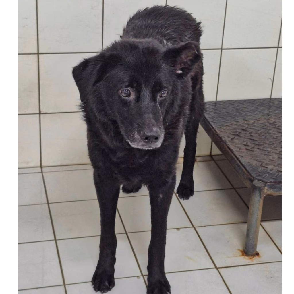 The dog, from the shelter's listing