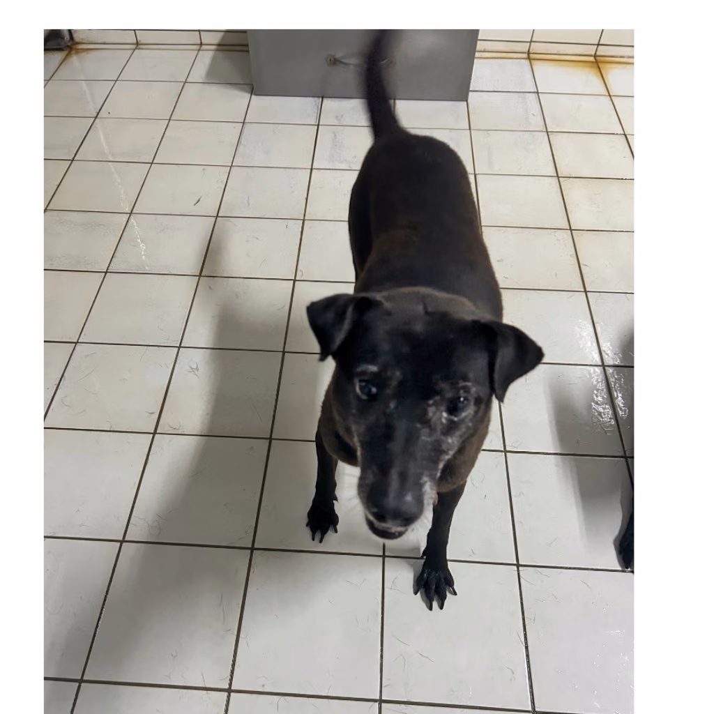 The dog, from the shelter's listing