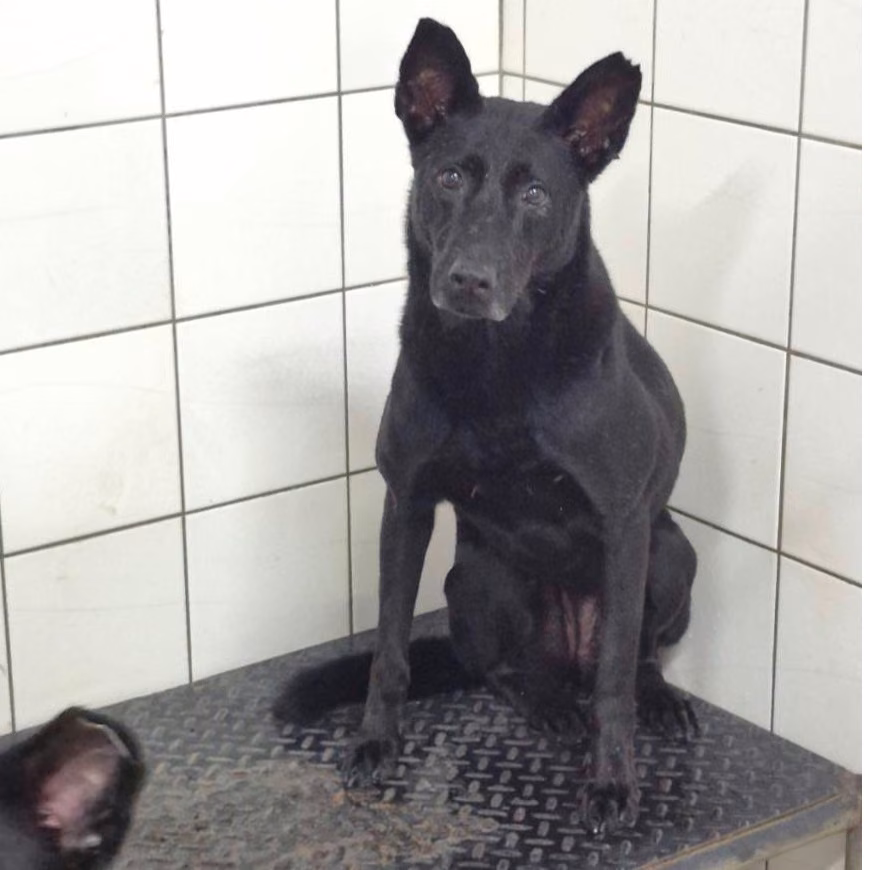 The dog, from the shelter's listing
