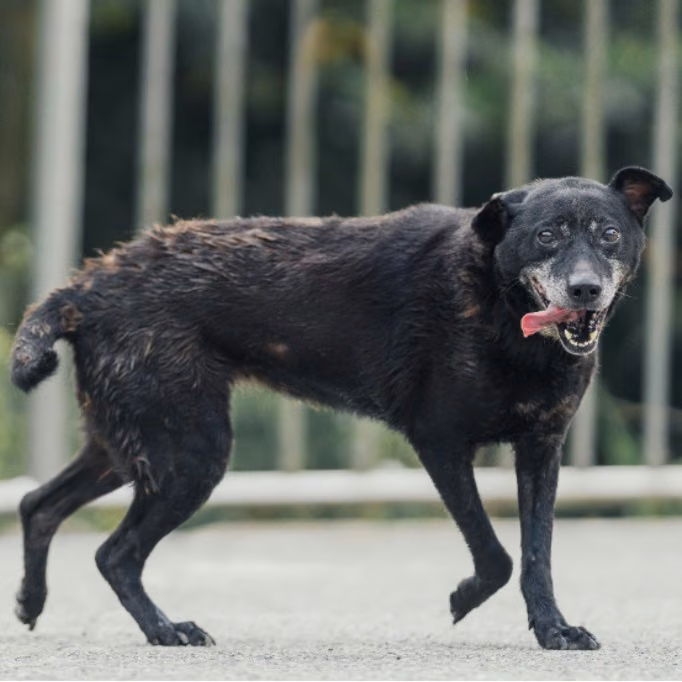The dog, from the shelter's listing