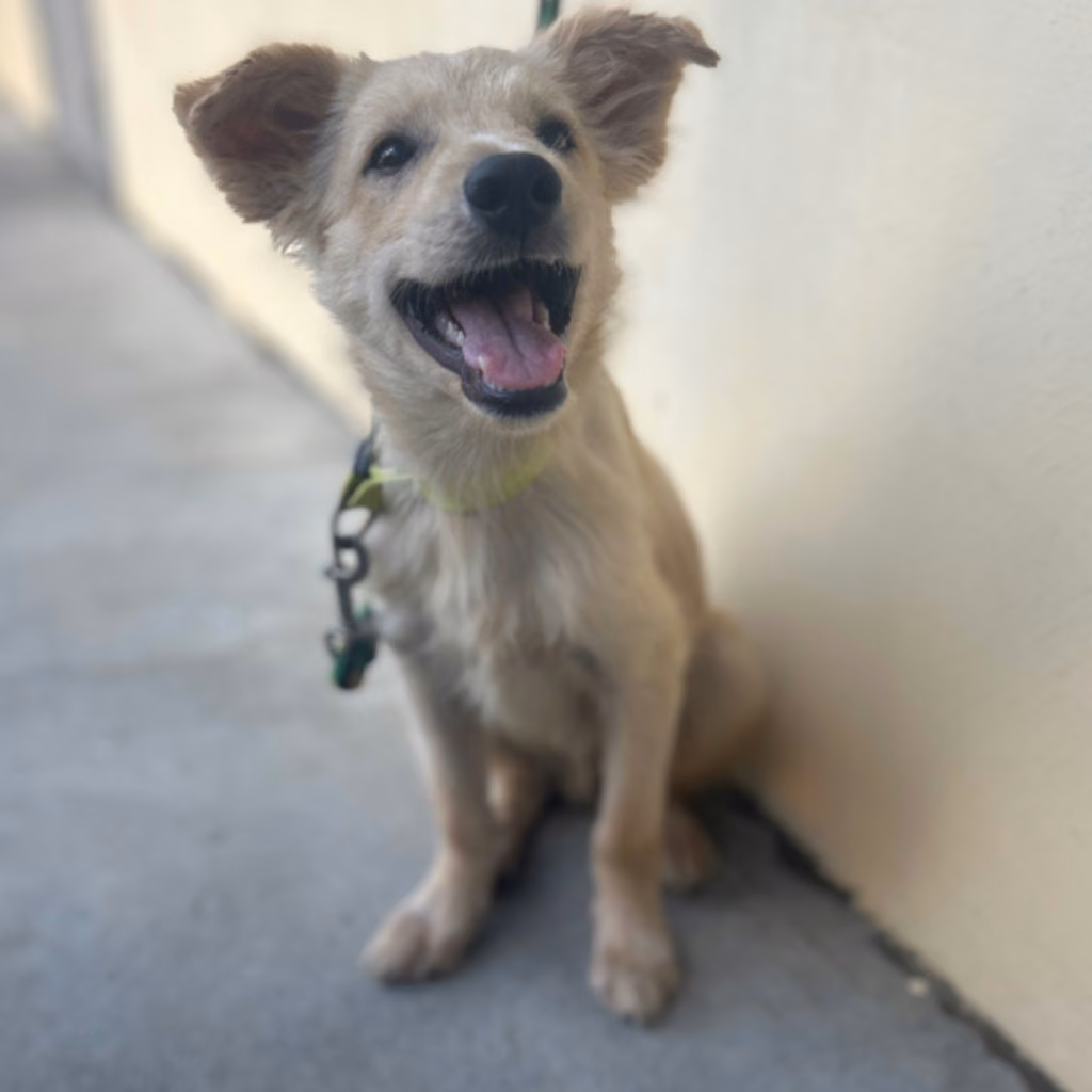 The dog, from the shelter's listing