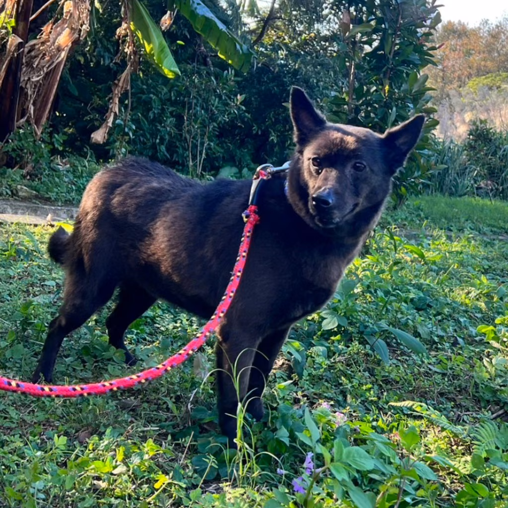 The dog, from the shelter's listing