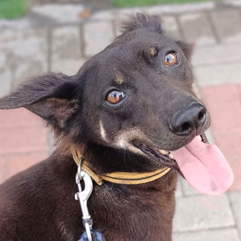 The dog, from the shelter's listing