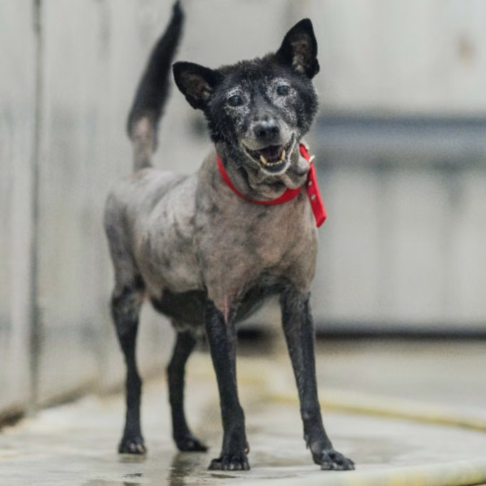 The dog, from the shelter's listing
