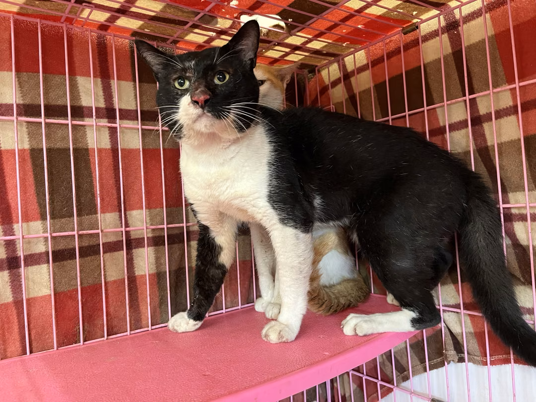 The cat, from the shelter's listing
