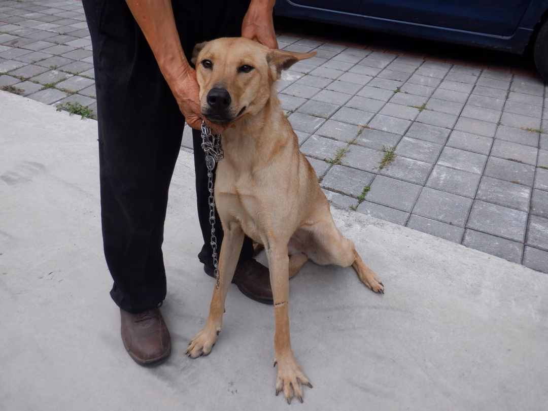 The dog, from the shelter's listing