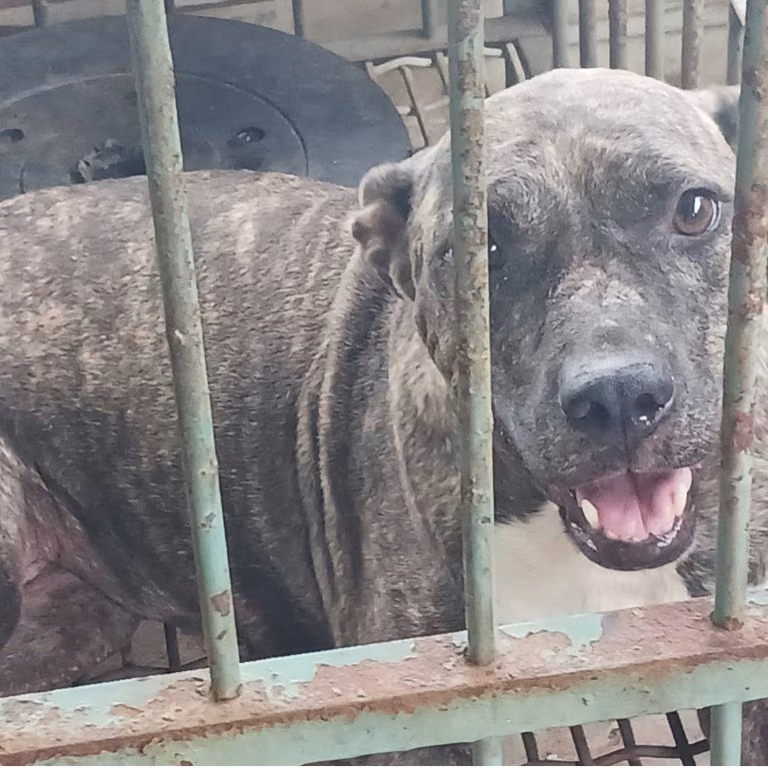 The dog, from the shelter's listing