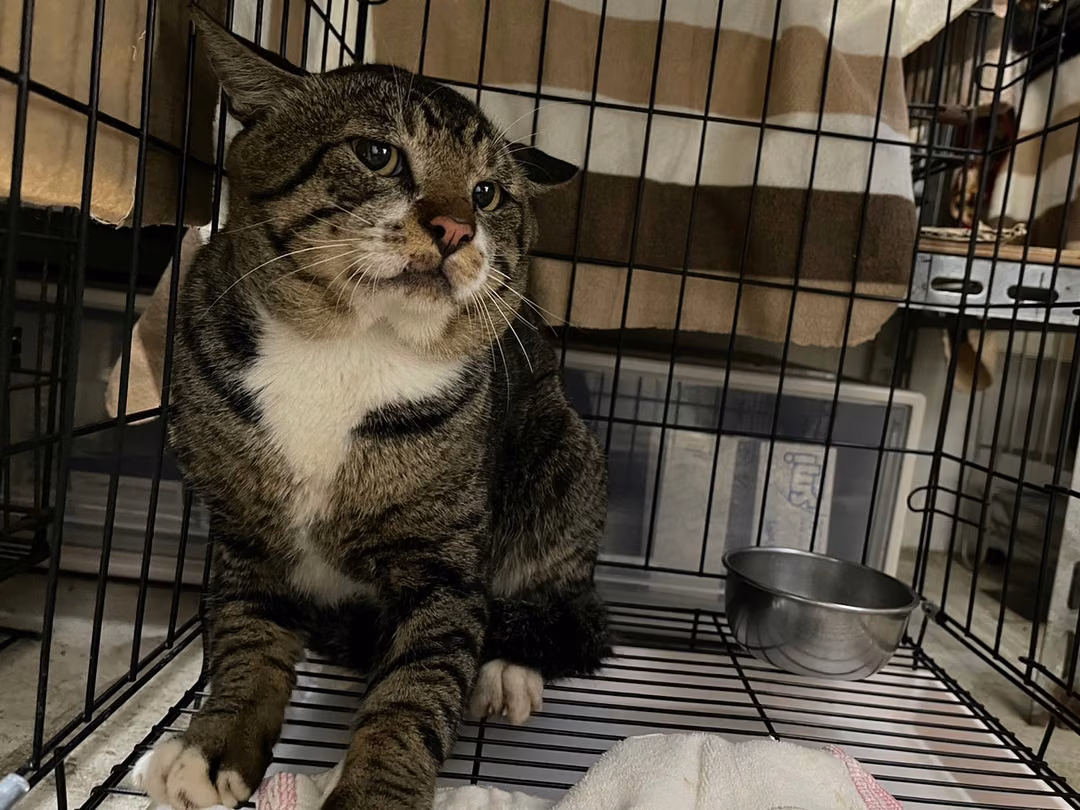 The cat, from the shelter's listing