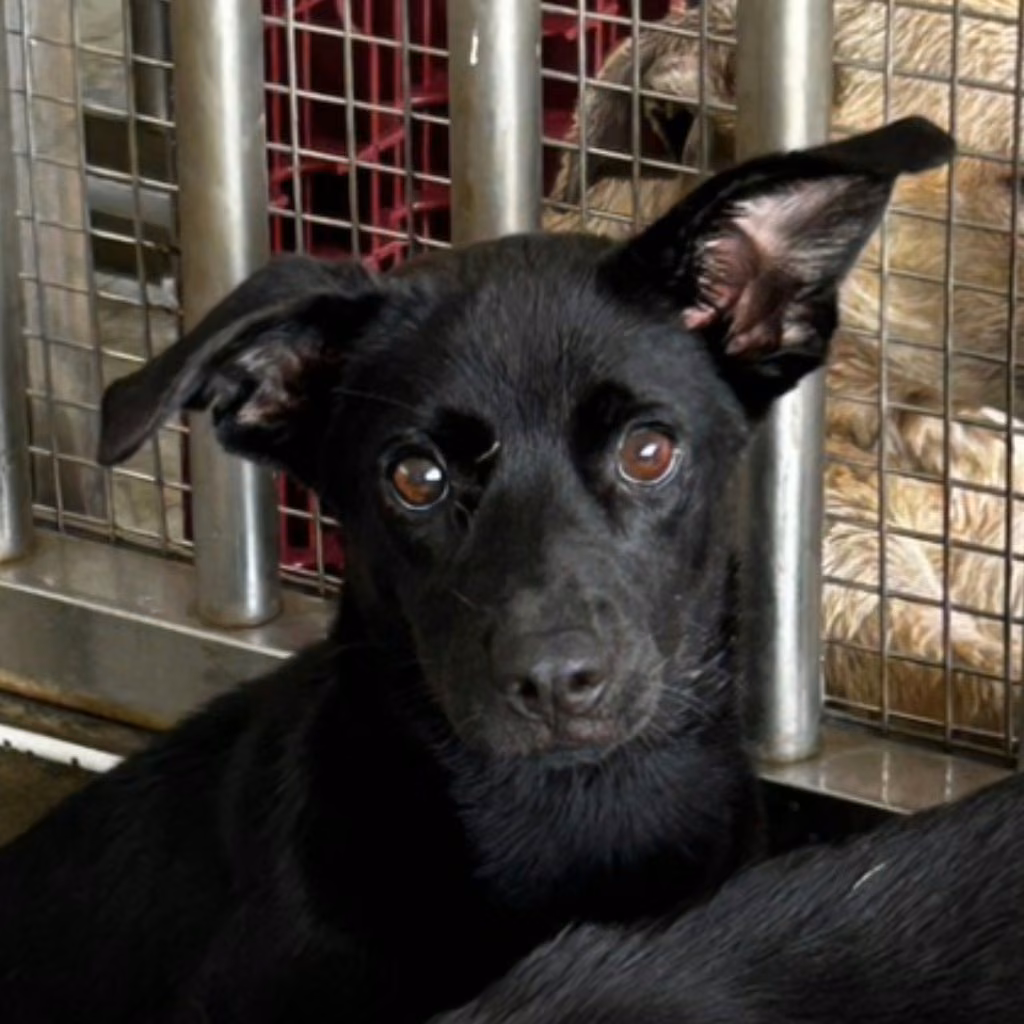 The dog, from the shelter's listing