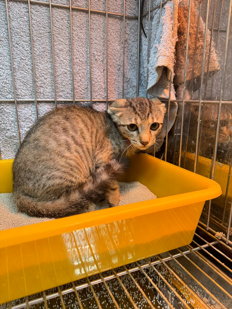 The cat, from the shelter's listing