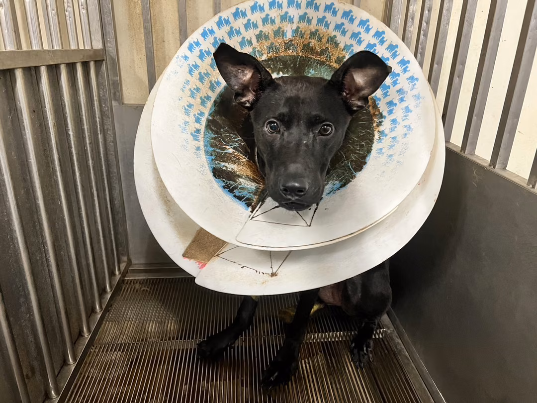 The dog, from the shelter's listing