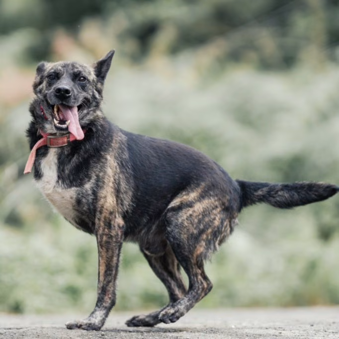 The dog, from the shelter's listing