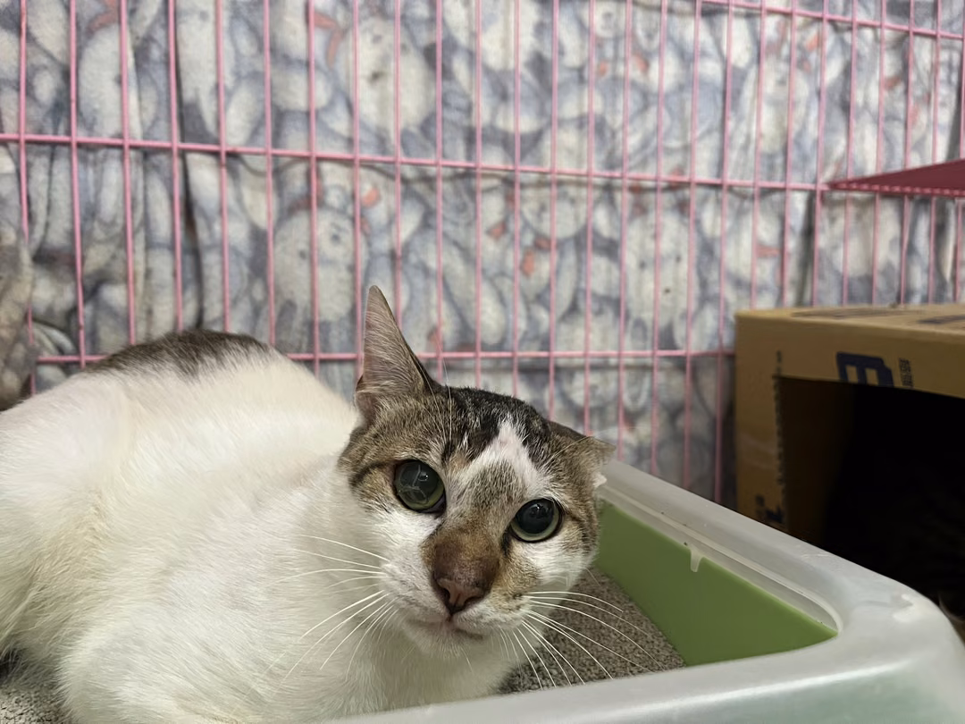 The cat, from the shelter's listing