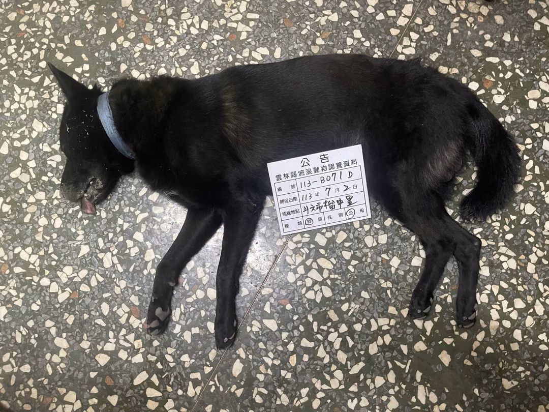 The dog, from the shelter's listing