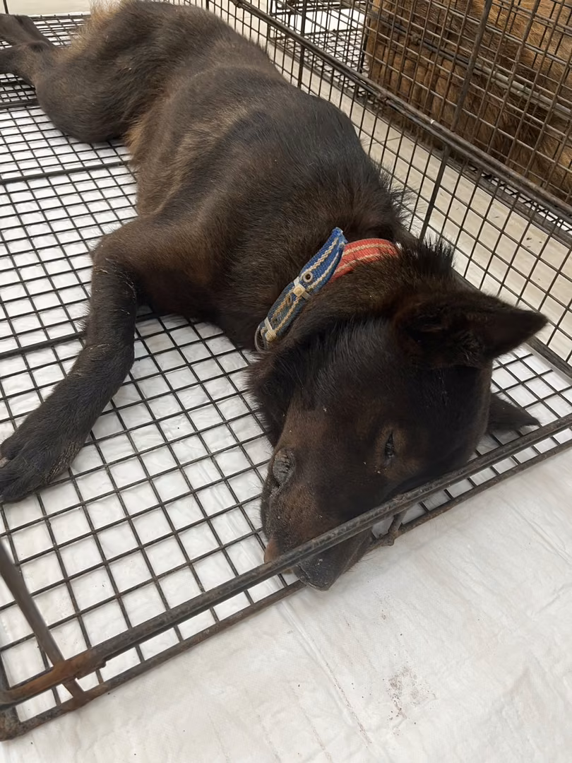 The dog, from the shelter's listing