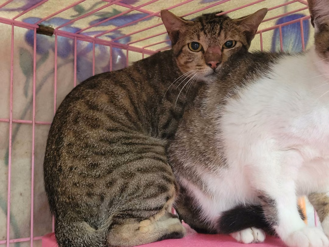 The cat, from the shelter's listing