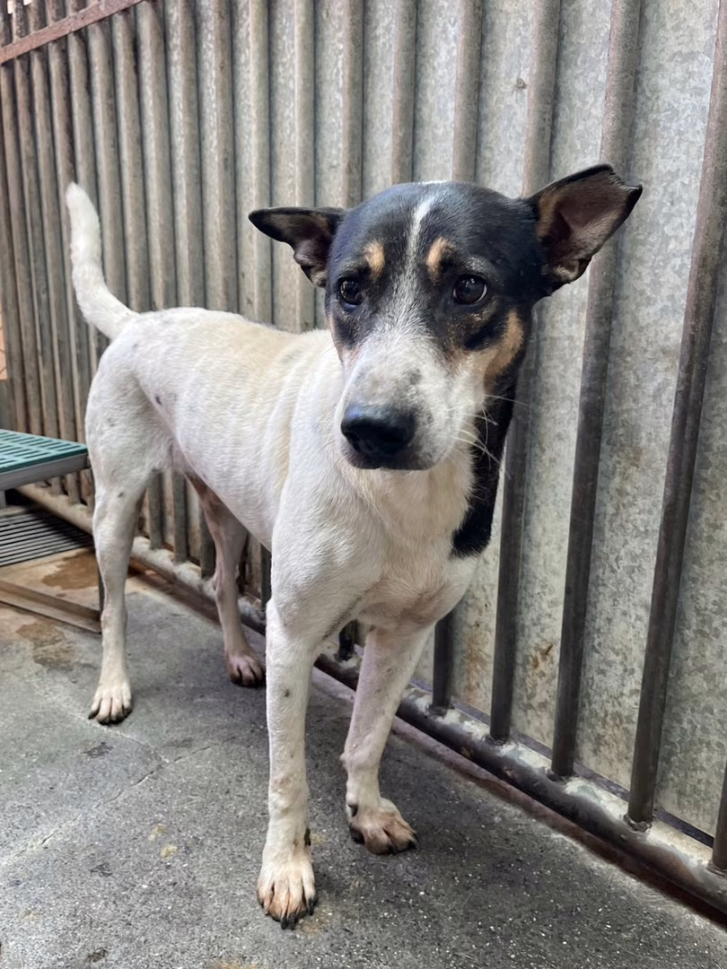 The dog, from the shelter's listing