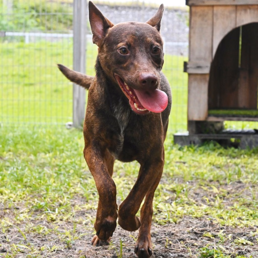 The dog, from the shelter's listing