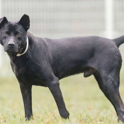 The dog, from the shelter's listing