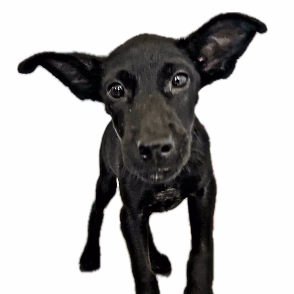 The dog, from the shelter's listing