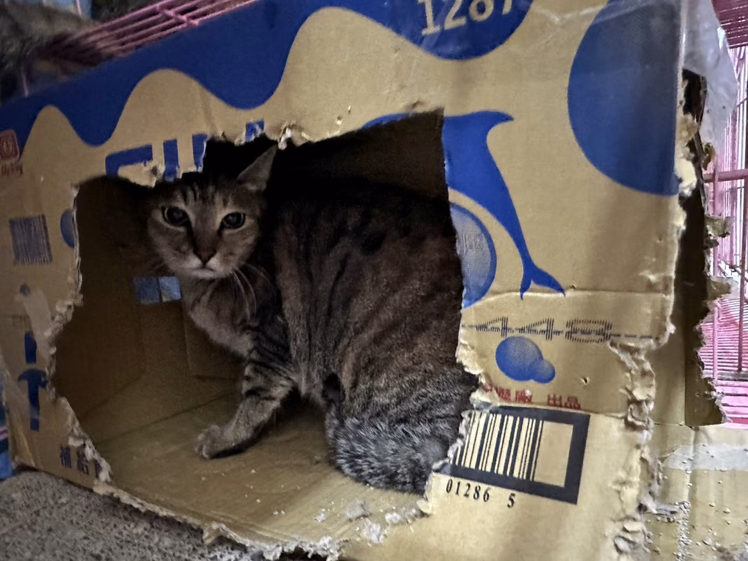 The cat, from the shelter's listing