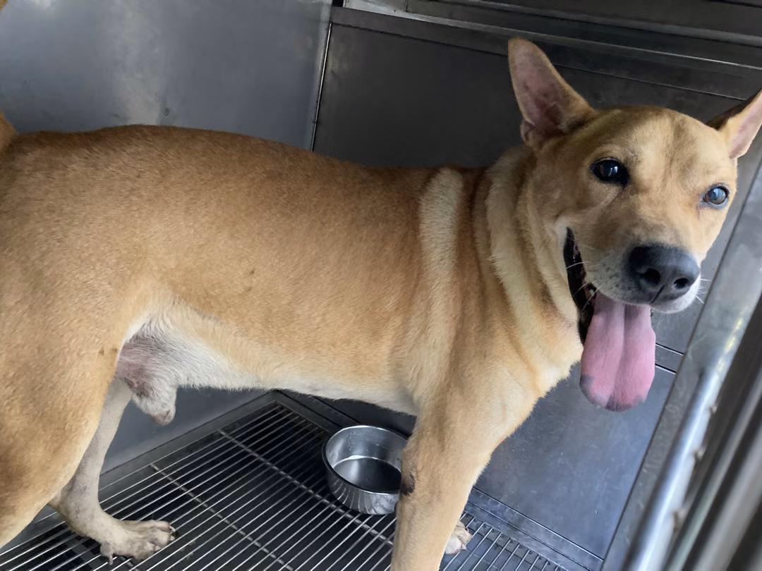 The dog, from the shelter's listing