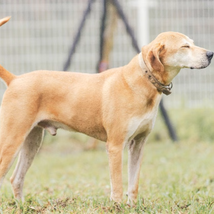 The dog, from the shelter's listing