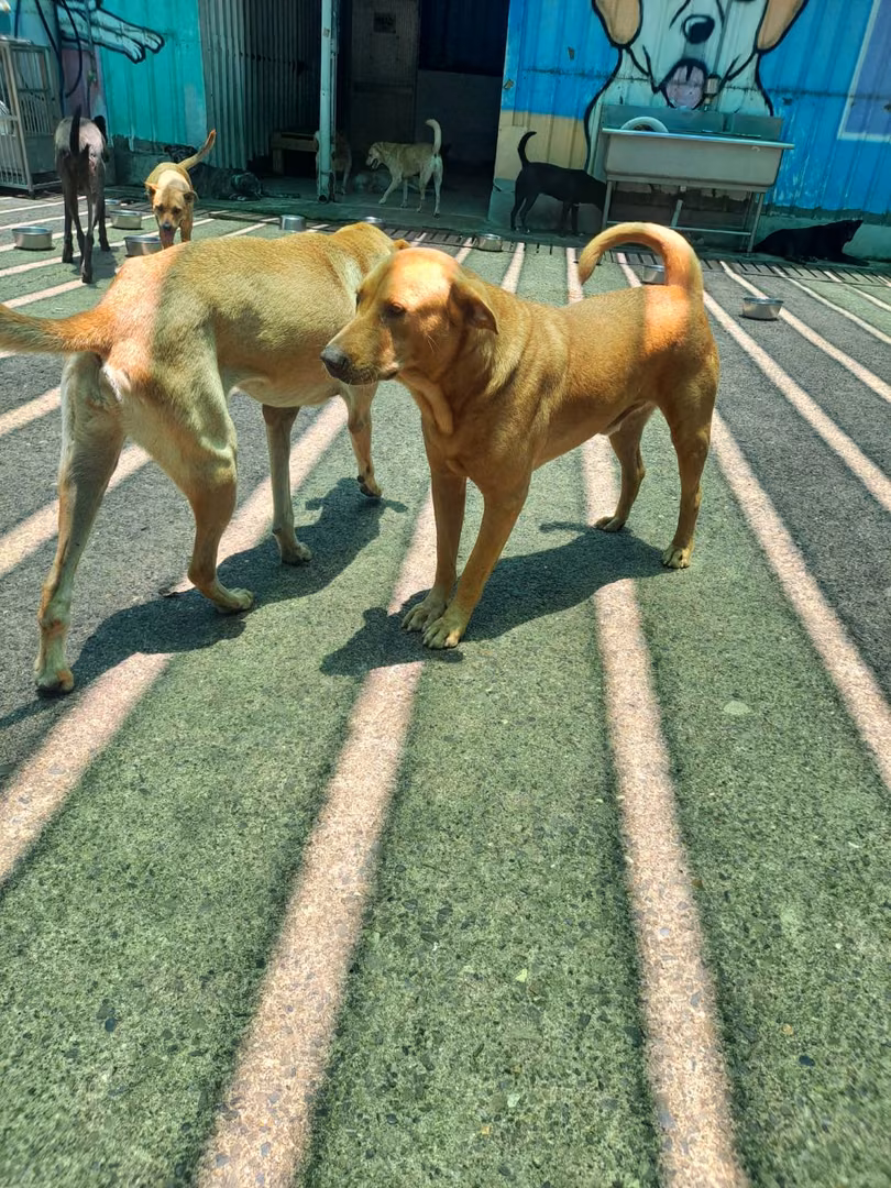 The dog, from the shelter's listing