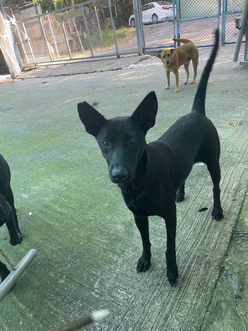 The dog, from the shelter's listing