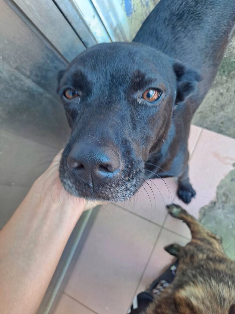 The dog, from the shelter's listing