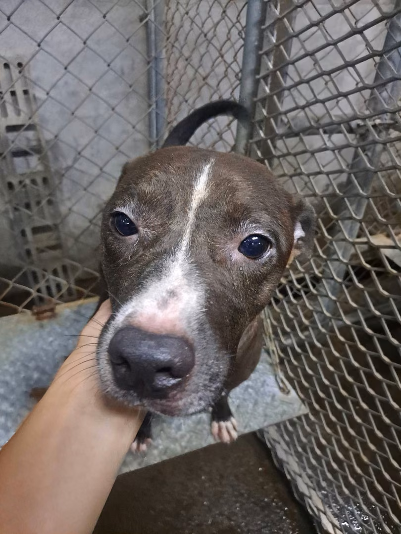 The dog, from the shelter's listing