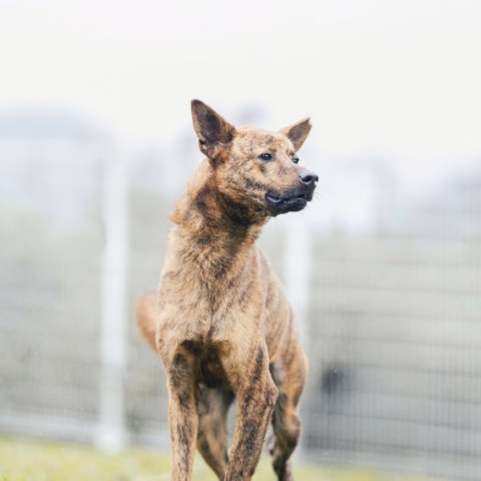 The dog, from the shelter's listing
