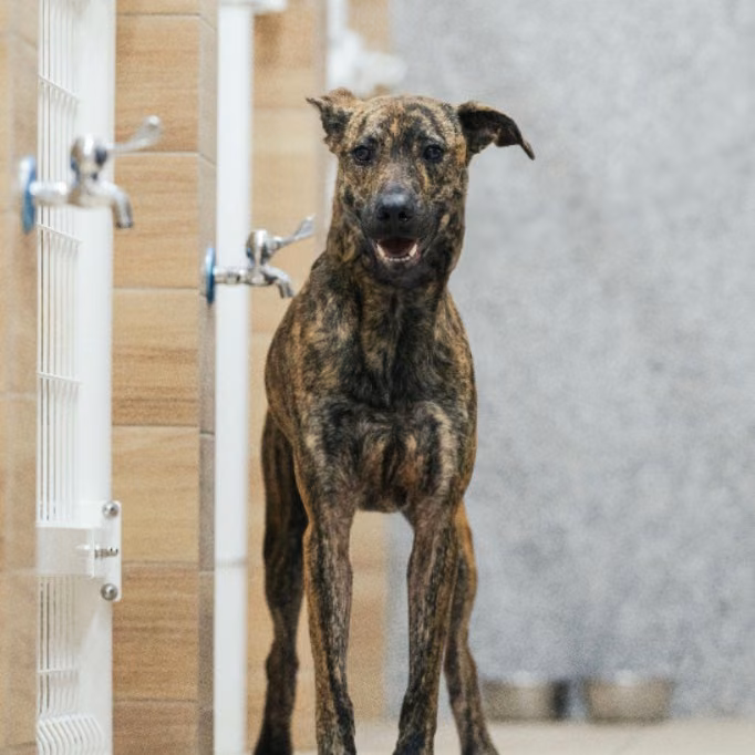 The dog, from the shelter's listing