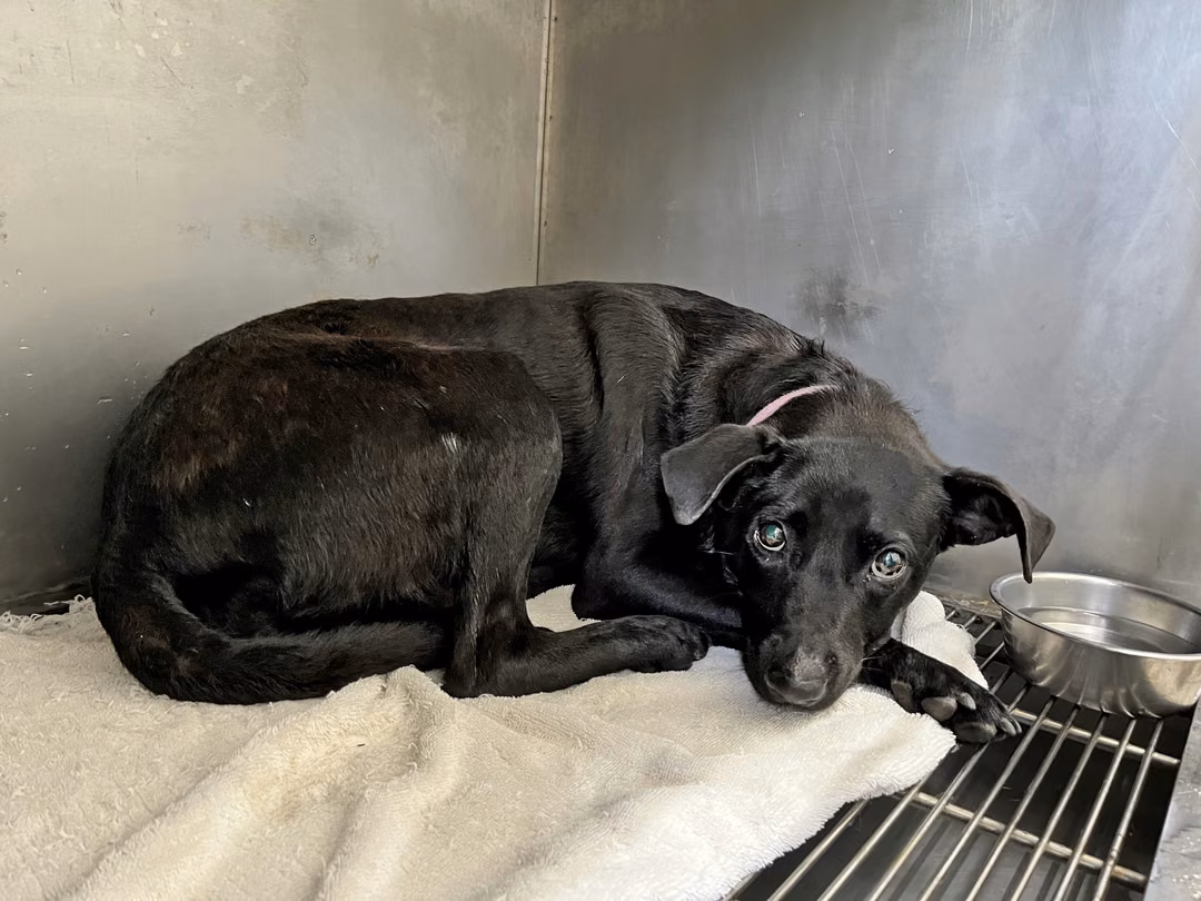 The dog, from the shelter's listing