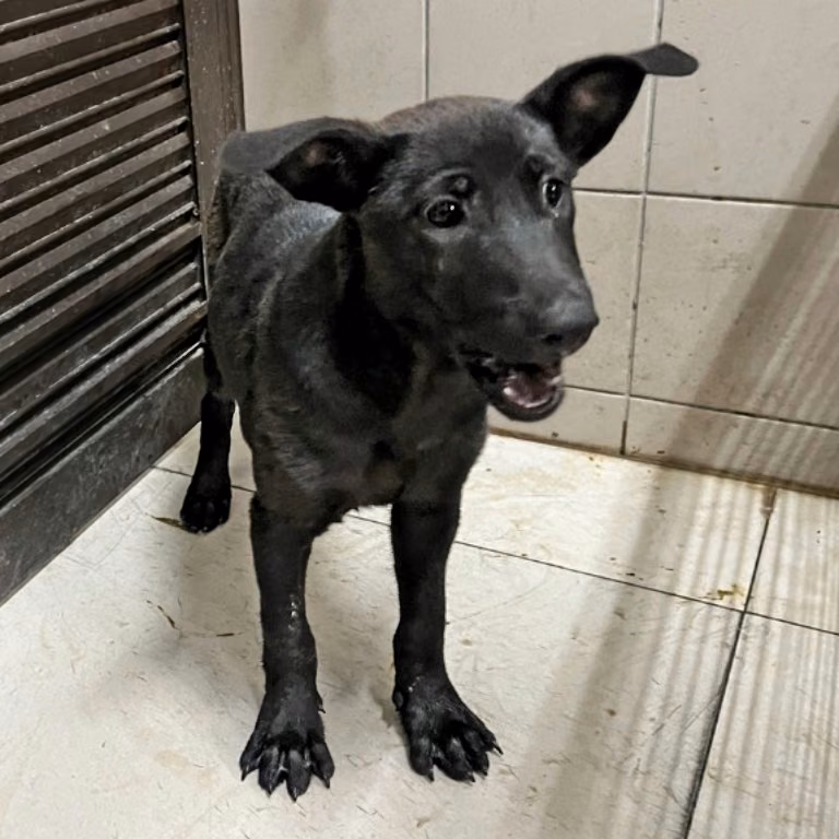 The dog, from the shelter's listing