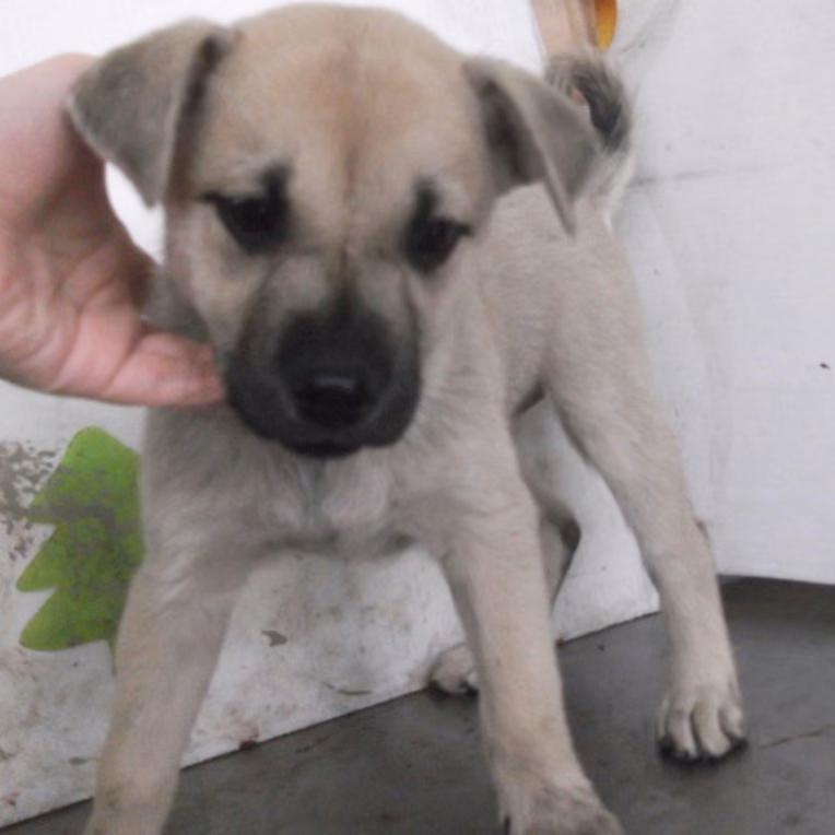 The dog, from the shelter's listing