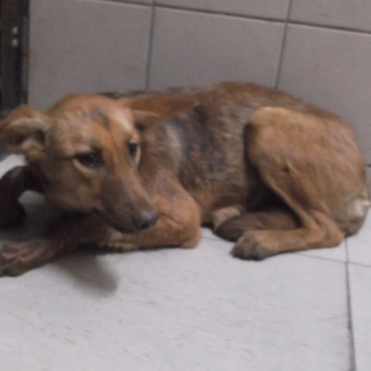 The dog, from the shelter's listing
