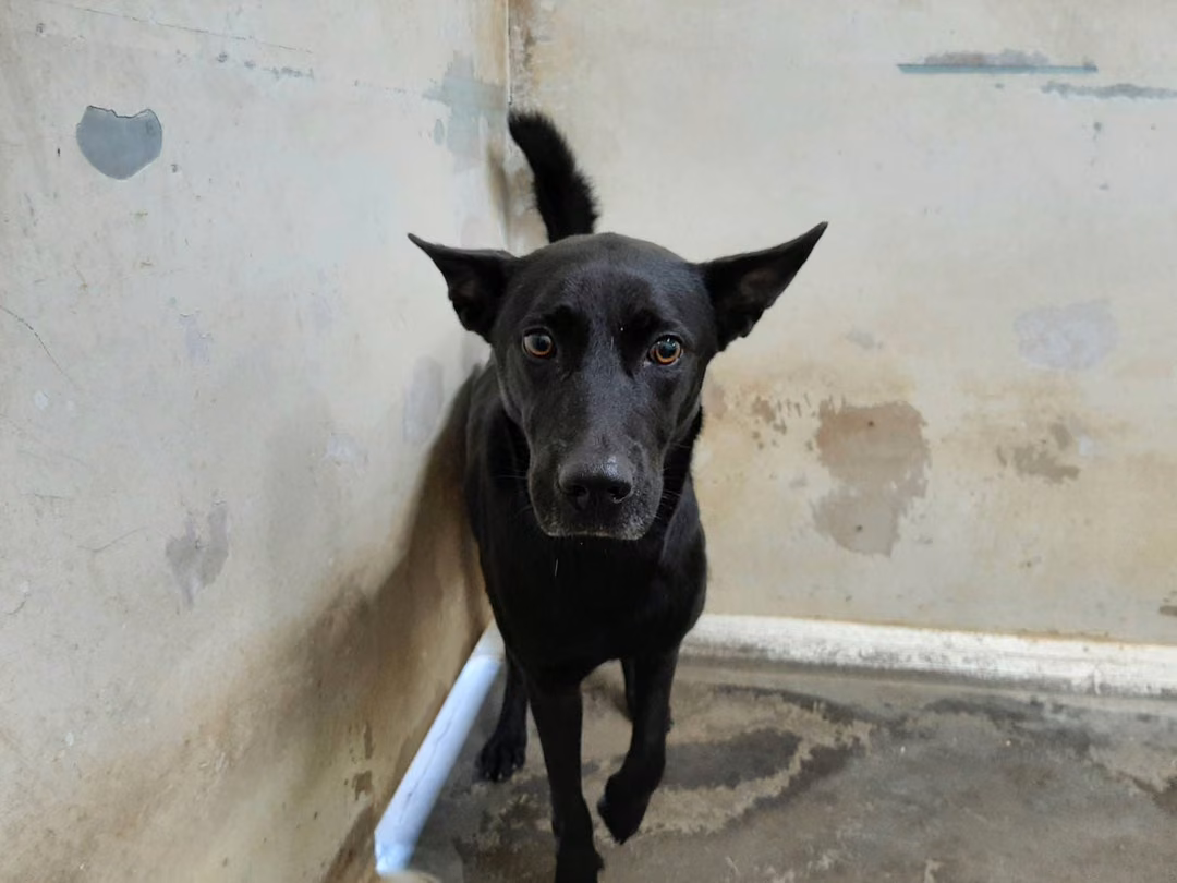 The dog, from the shelter's listing