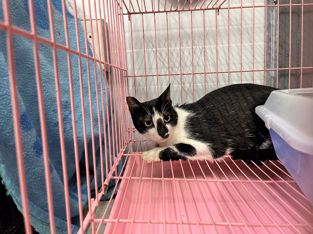 The cat, from the shelter's listing